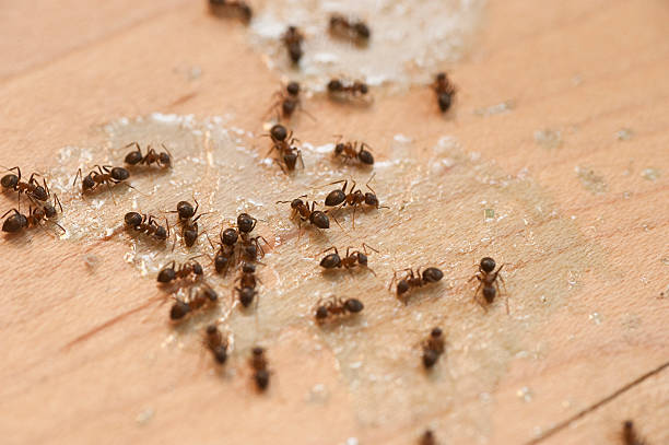 Best Flea Control Services  in Huber Heights, OH
